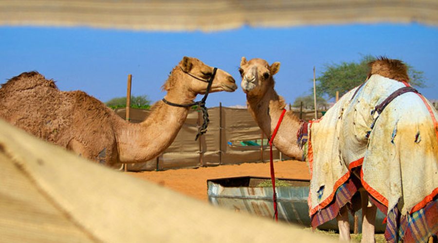 tour-to-camel-market
