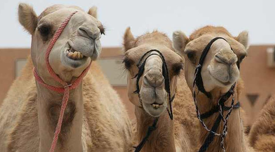 tour-to-camel-market