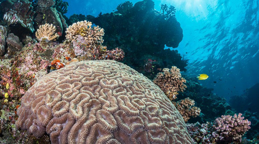 brain-coral-tropical-coral-reef