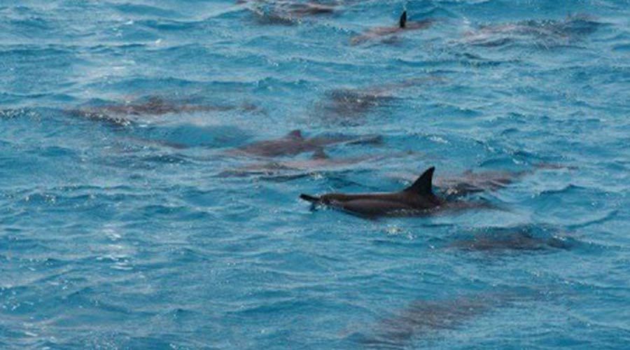 snorkeling-at-satayh-dolphin-reef-3